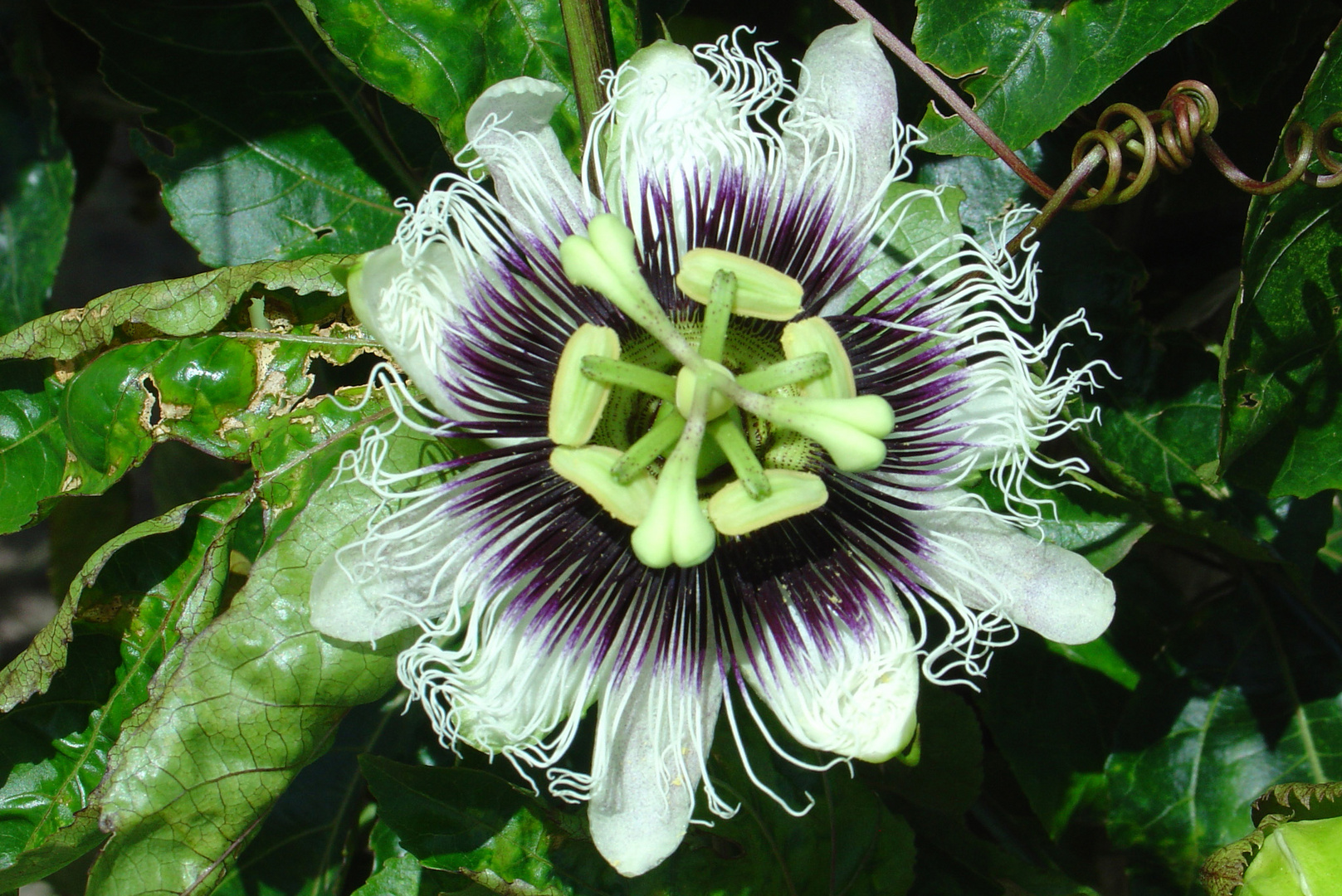 Flor de maracujá (The passion fruit flower)