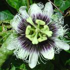 Flor de maracujá (The passion fruit flower)