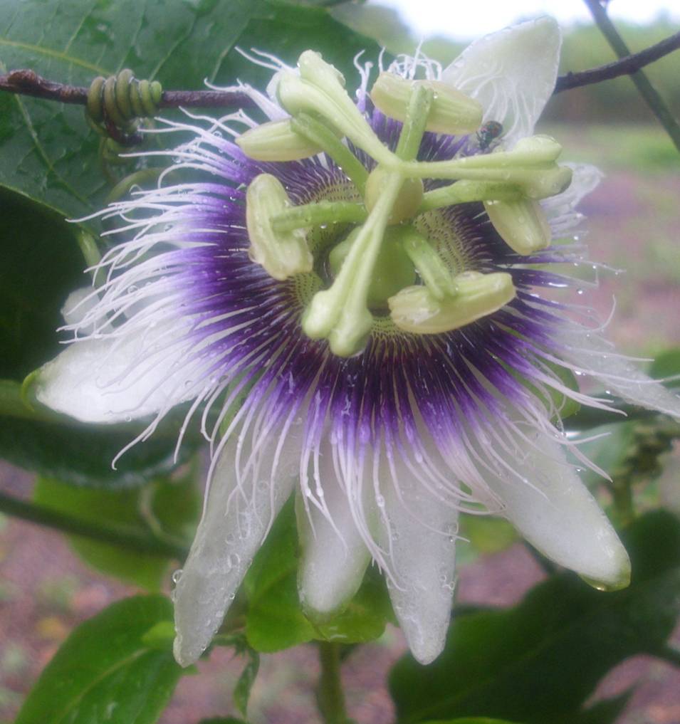 Flor de Maracuya