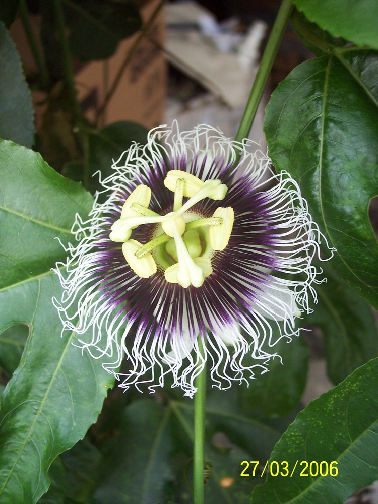 flor de maracuya(chinola)