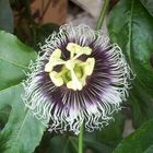 flor de maracuya(chinola)