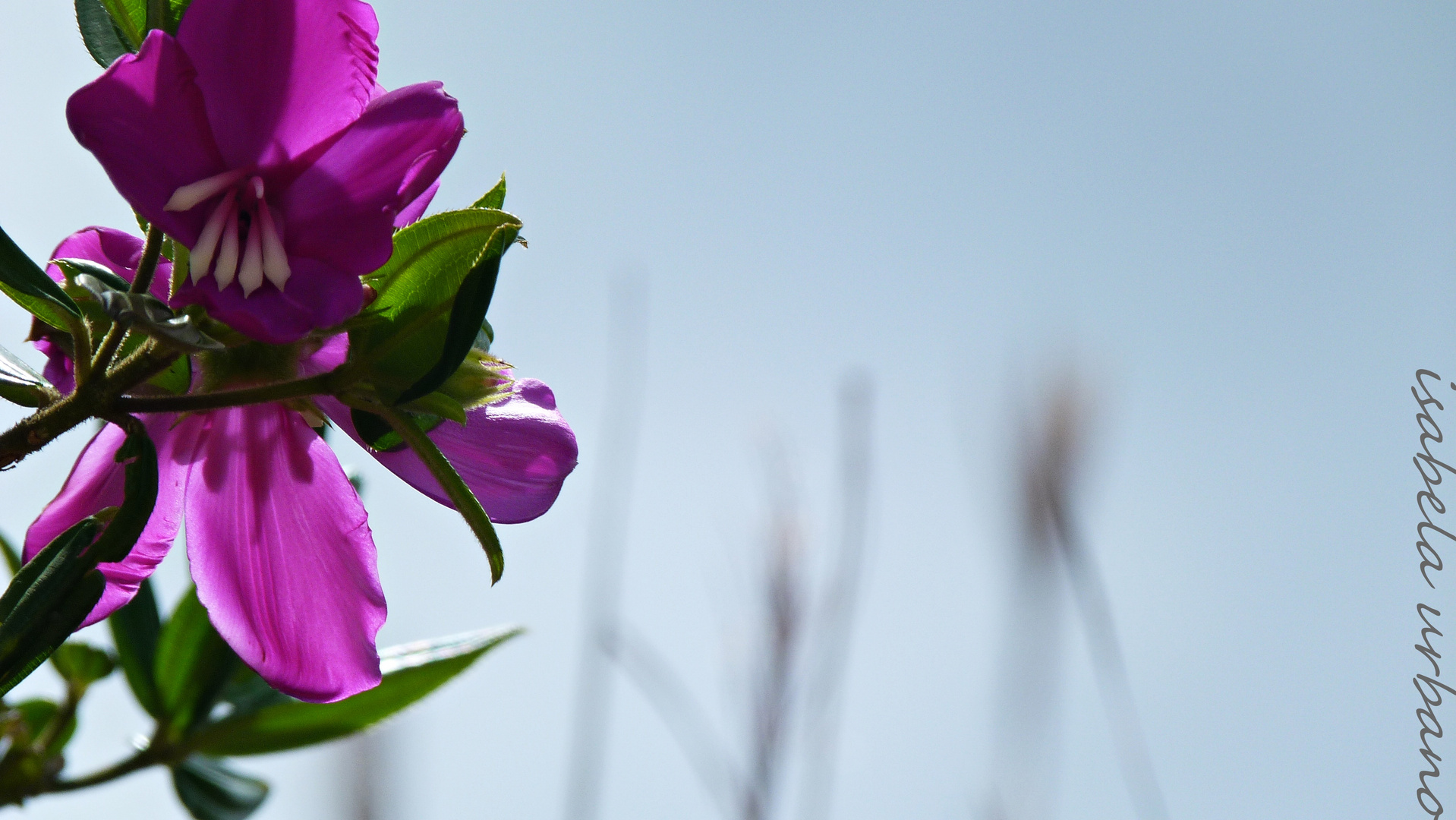 flor de Mayo