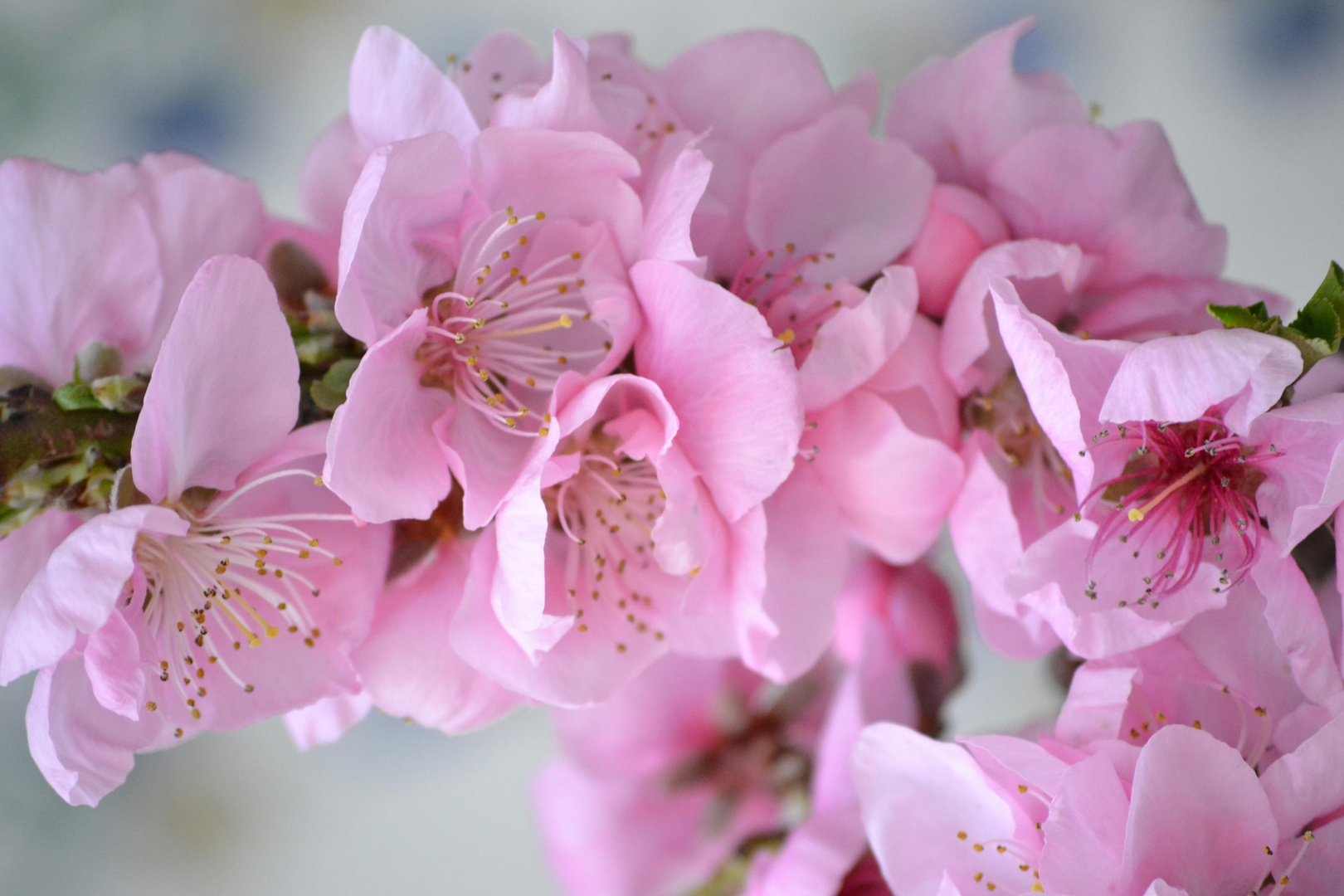 Flor de  melocotón