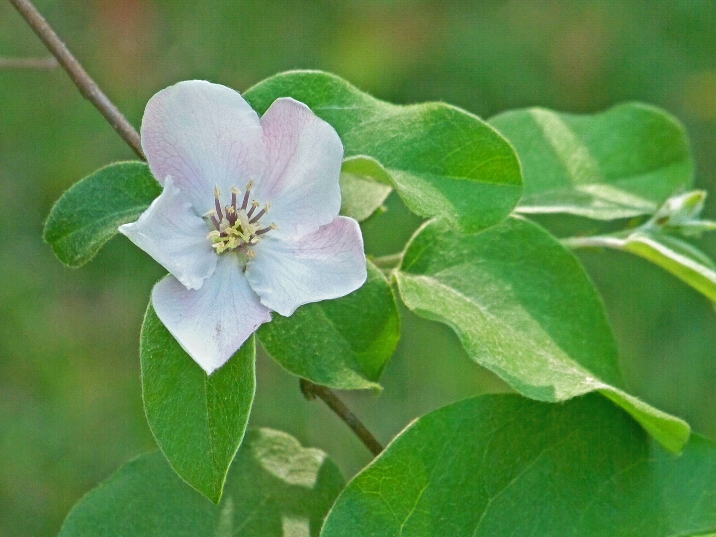 Flor de membrillo