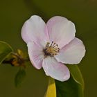 Flor de membrillo