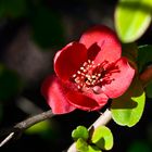 Flor de membrillo japonés