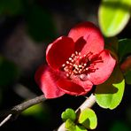 Flor de membrillo japonés