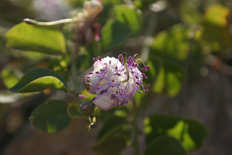 Flor de Menorquina