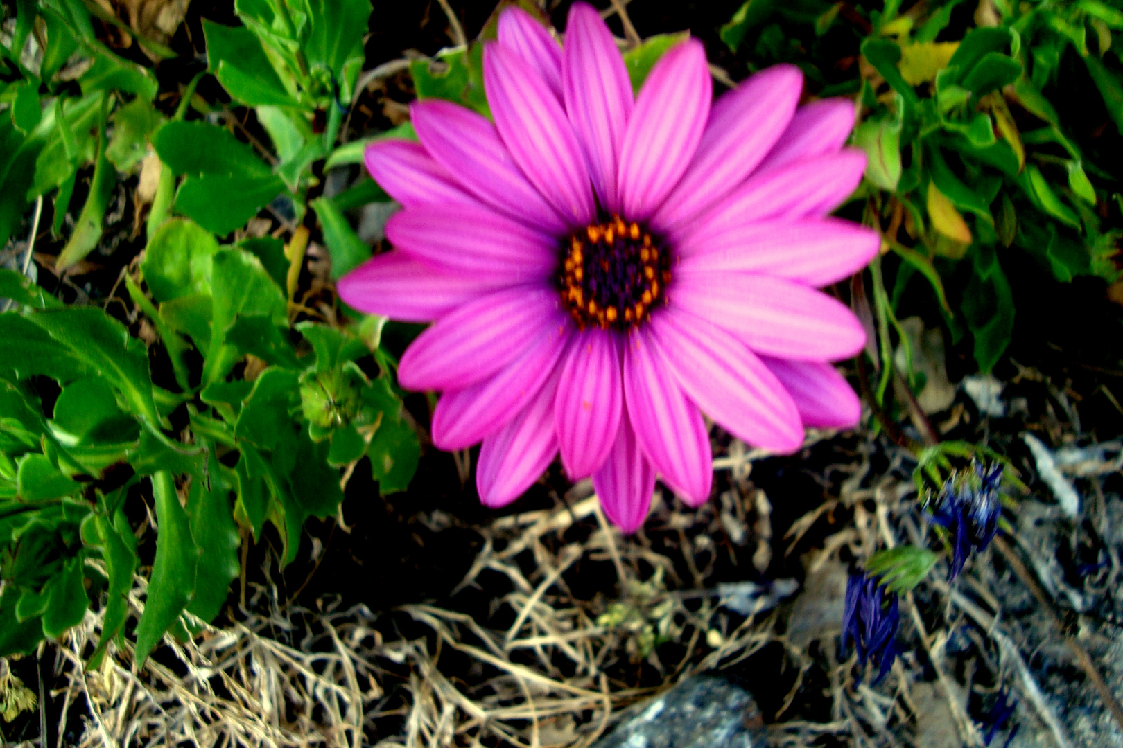 Flor de mi jardin