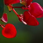 flor de mi jardín