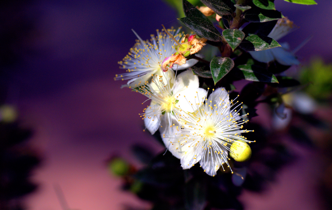 Flor de mirto