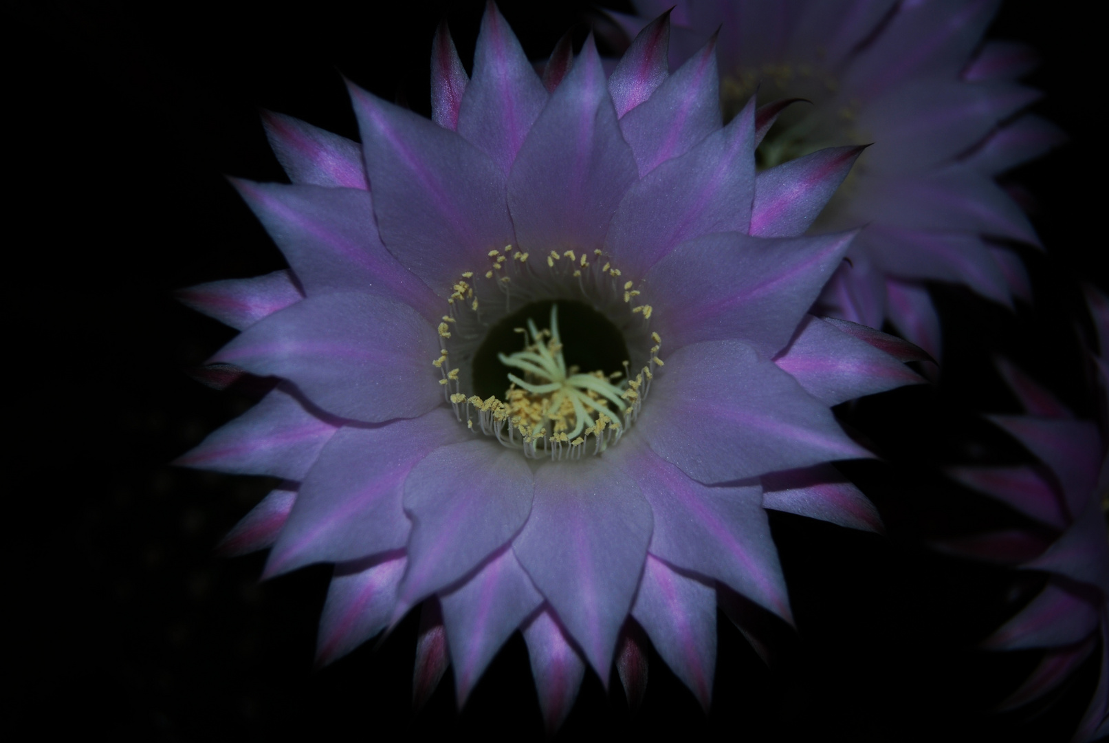 Flor de mo terraza