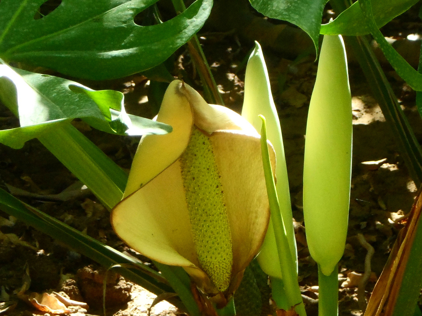 Flor de Monstera