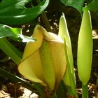 Flor de Monstera