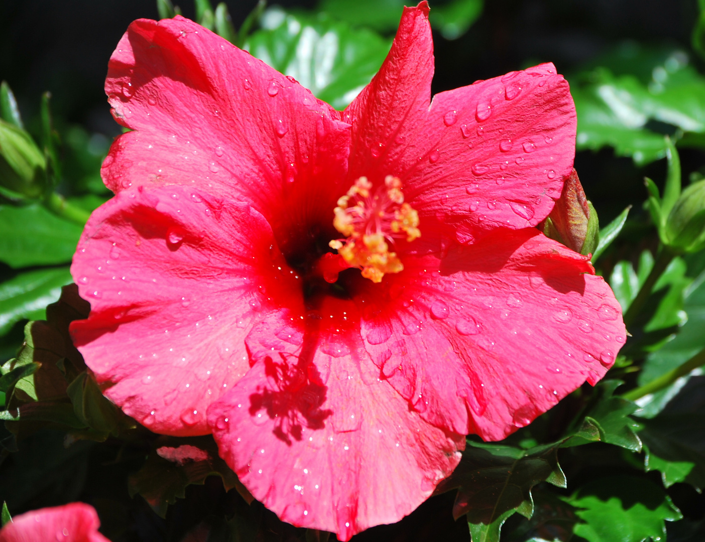 flor de my mini jardin  esta mañana