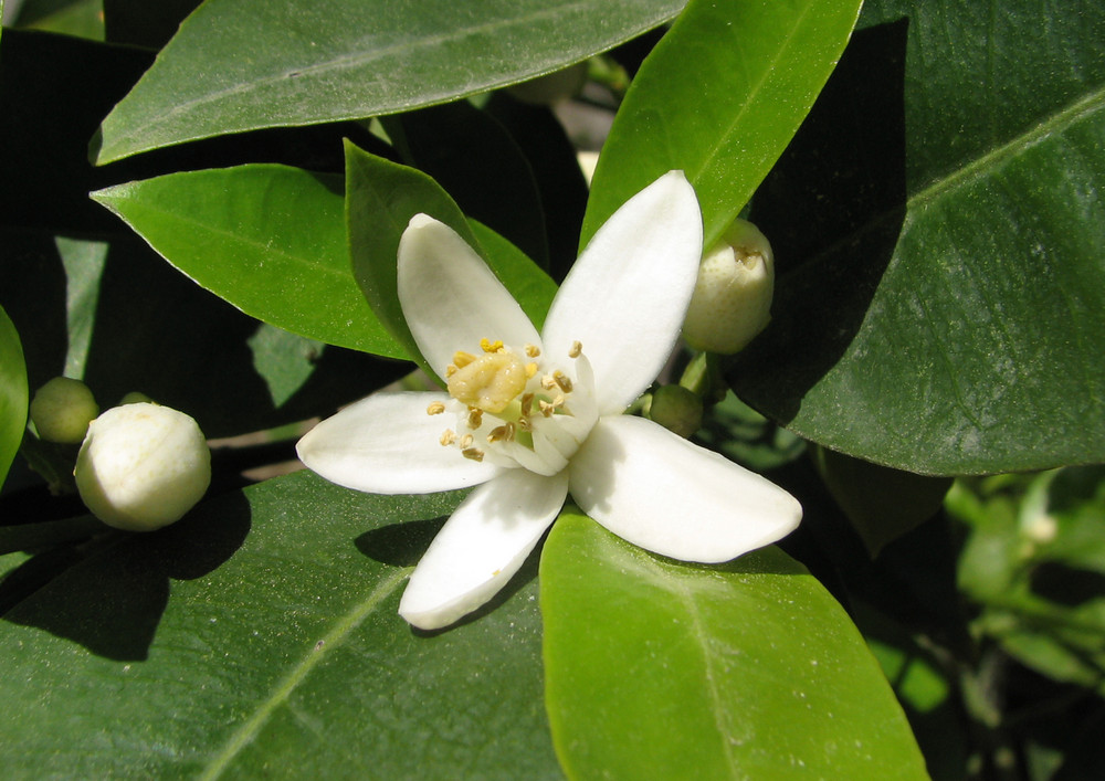 Flor de Naranjo / Orange Flower (Mallorca)