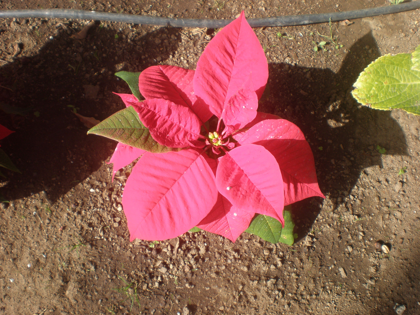 Flor de Navidad.