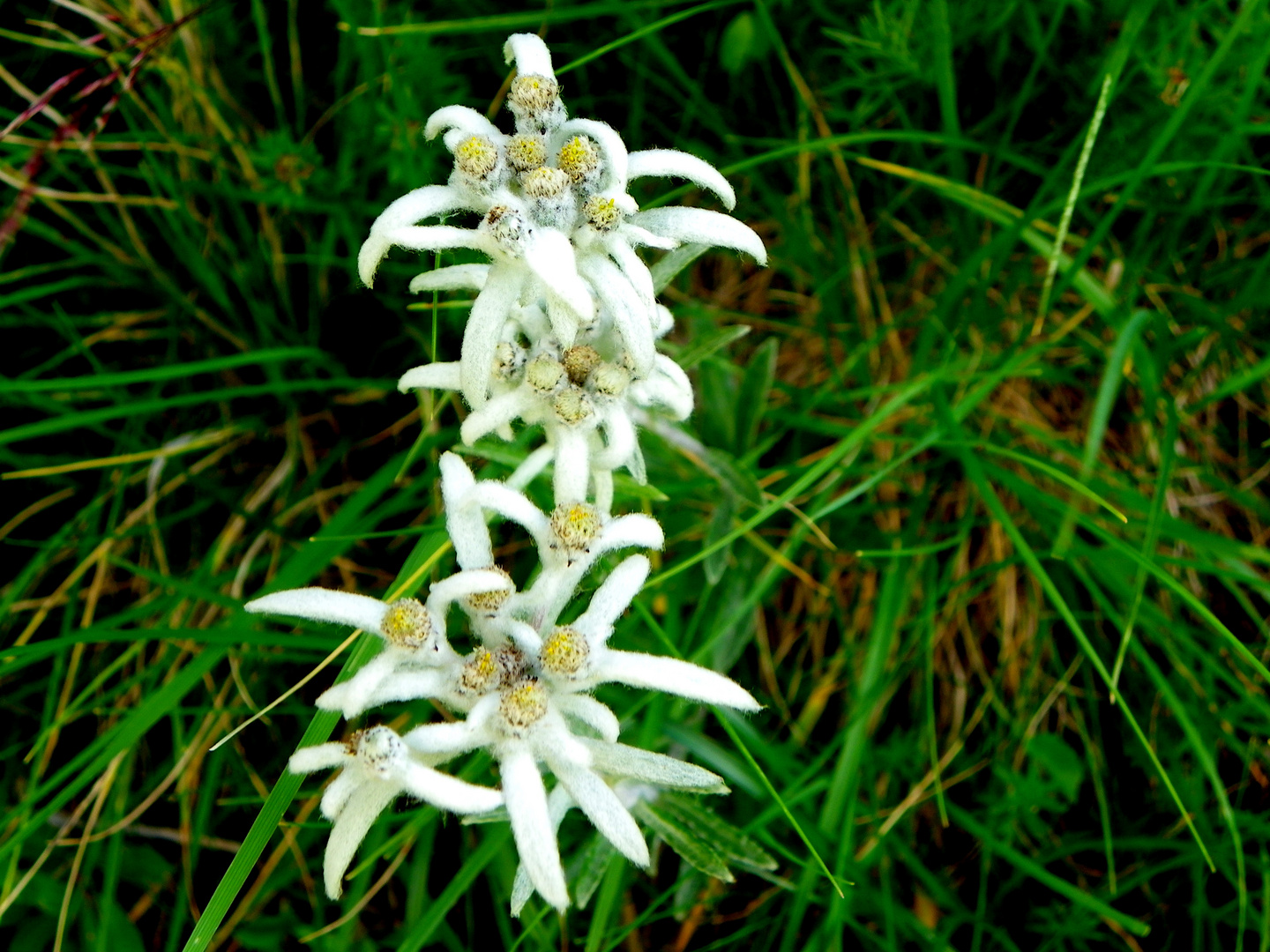 Flor de Nieve