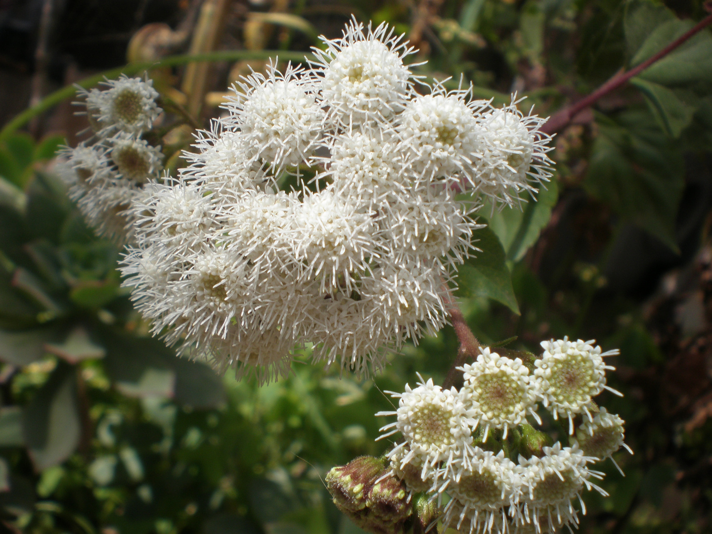 Flor de nieve.