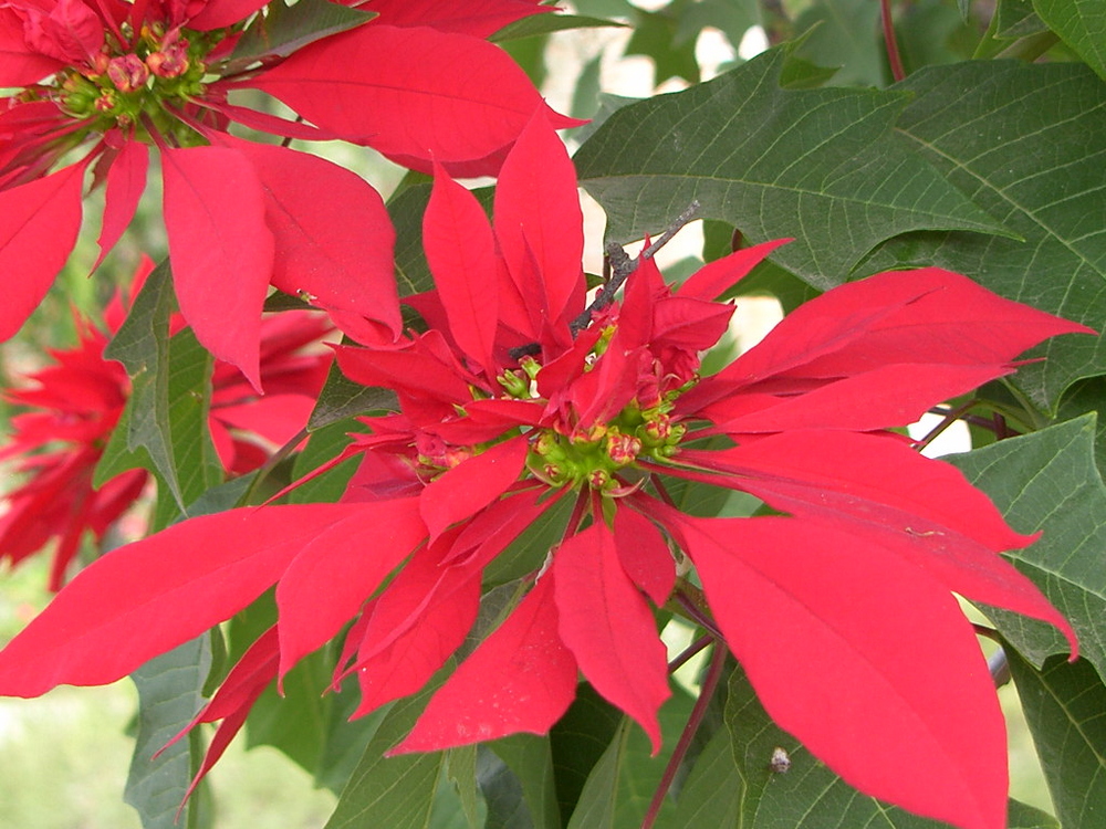 Flor de Noche Buena (Christmas Night)