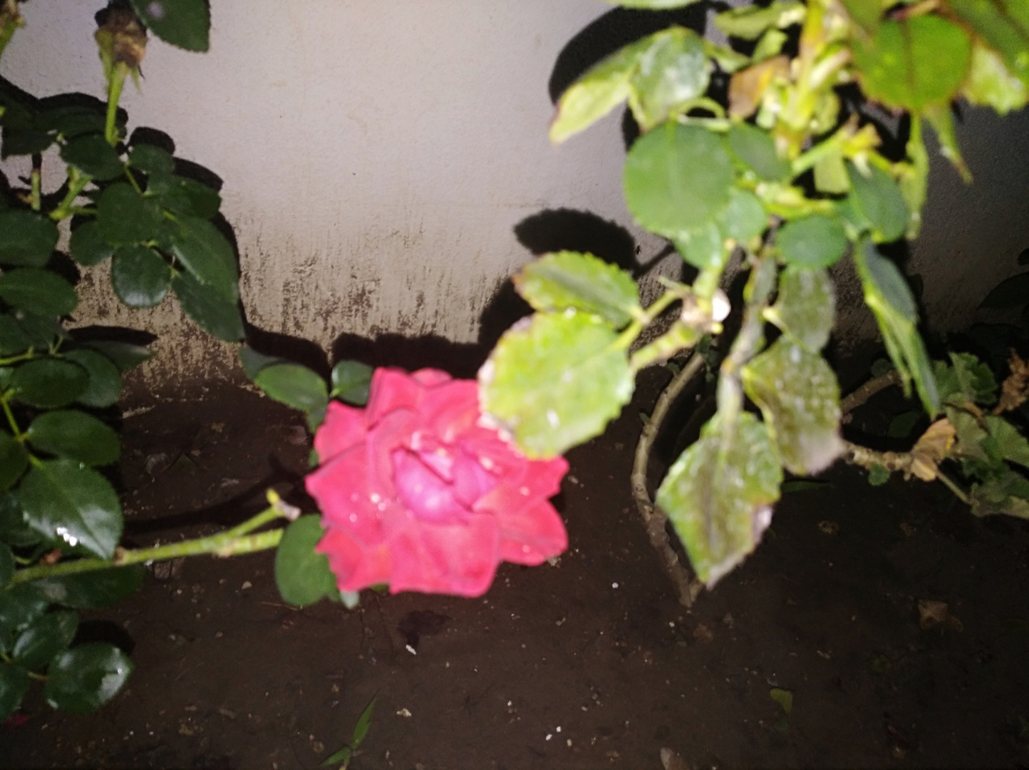 Flor De Noche II