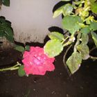 Flor De Noche II