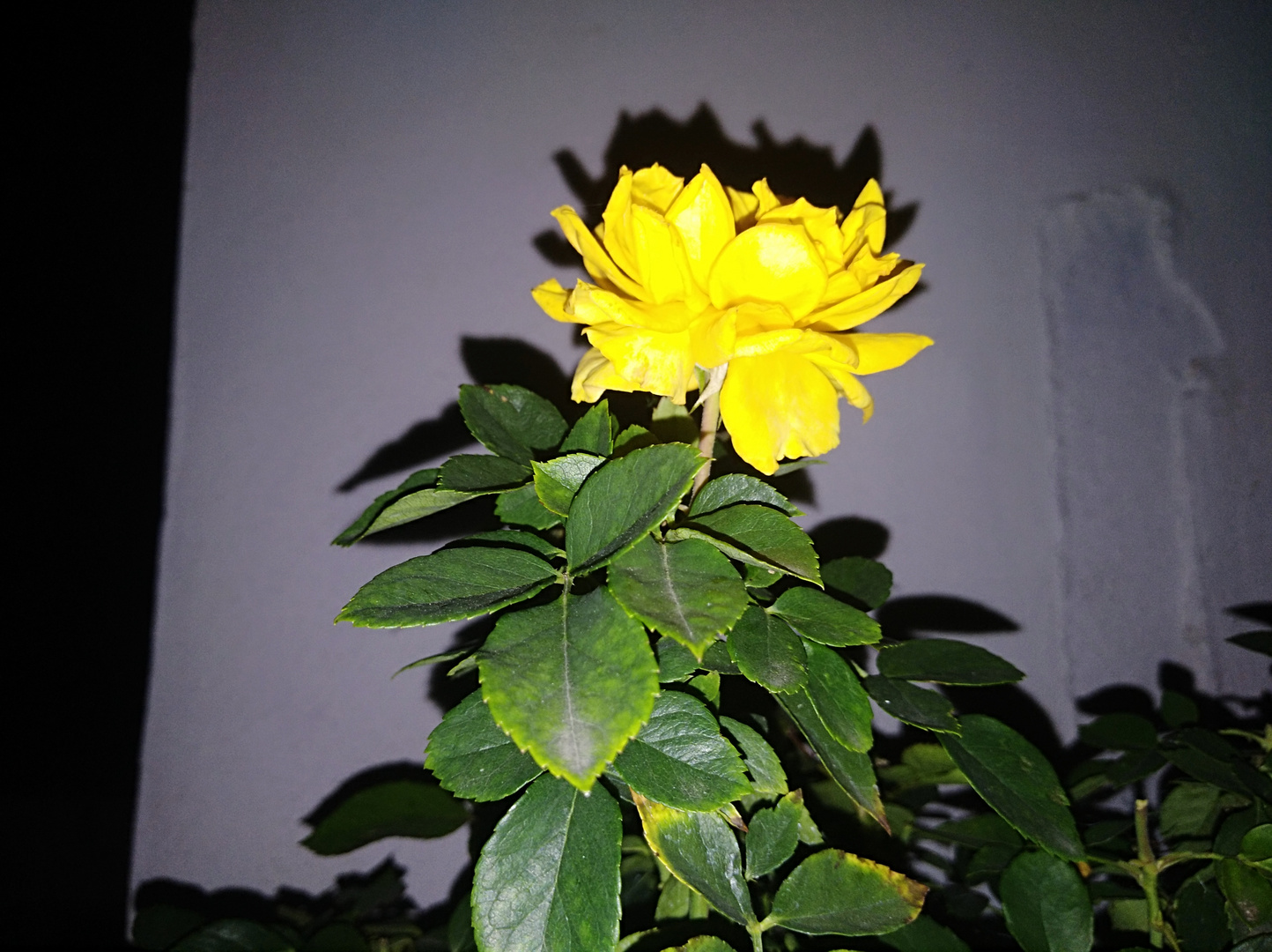 Flor De Noche IV