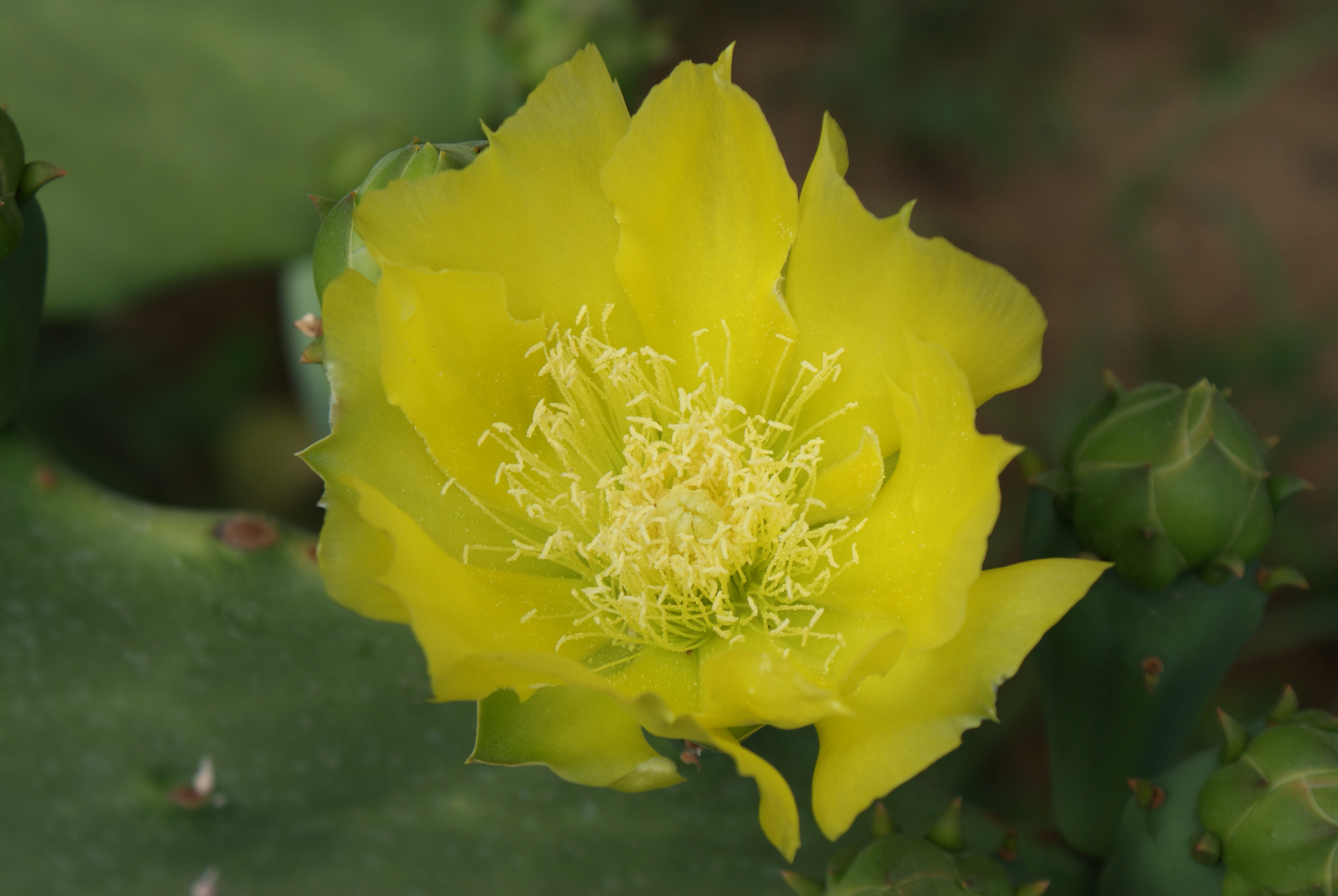 Flor de nopal.