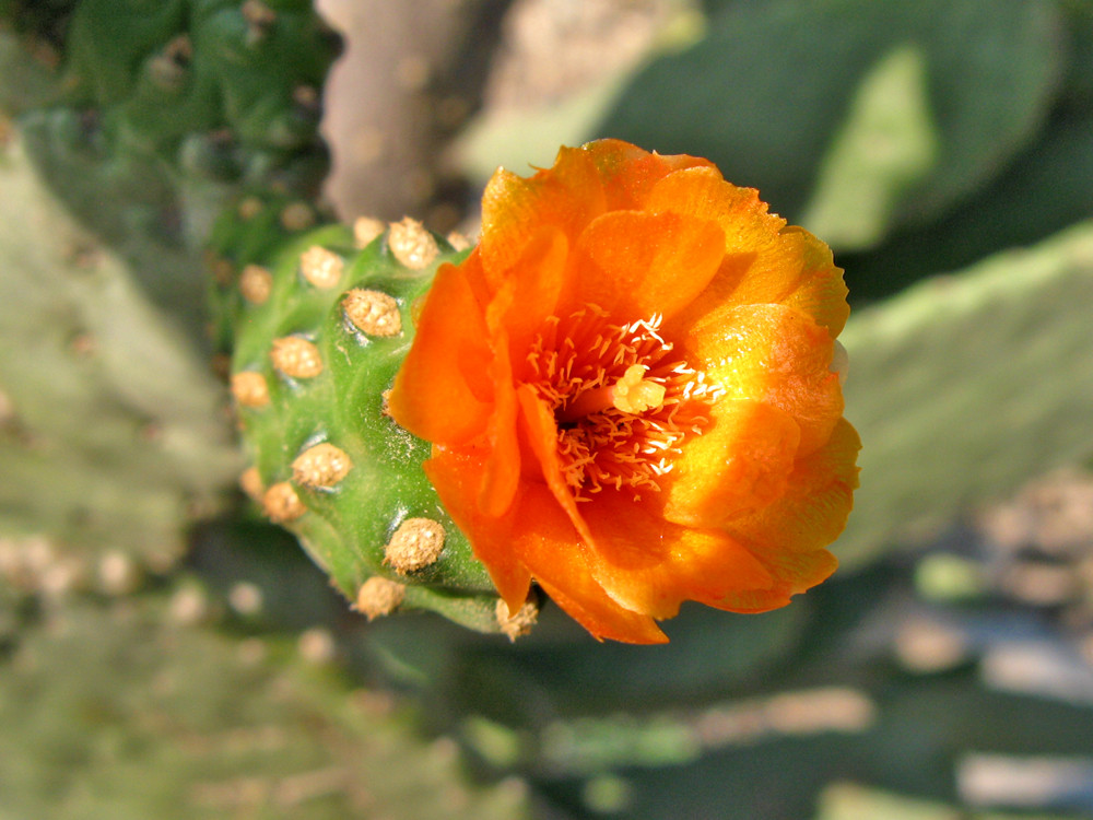 Flor de Opuntia