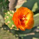 Flor de Opuntia