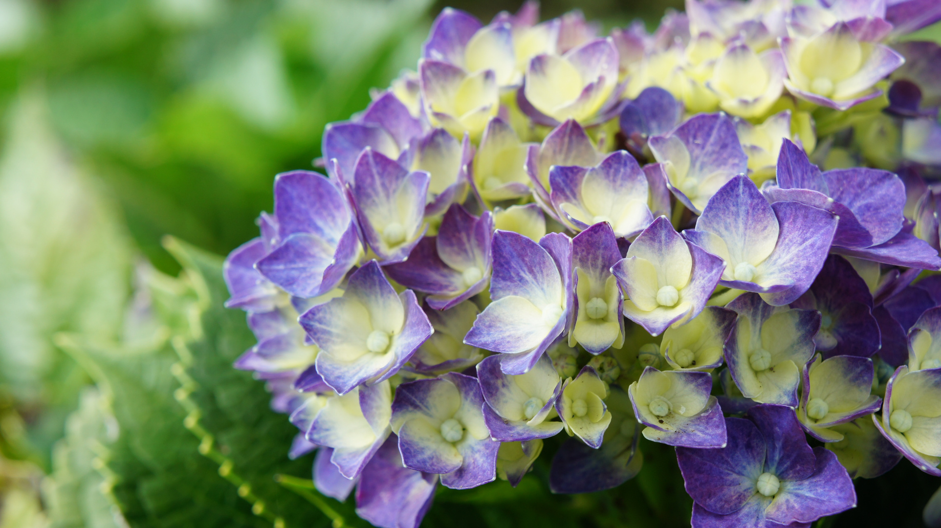 FLOR DE ORTENCIA MORADA