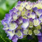 FLOR DE ORTENCIA MORADA