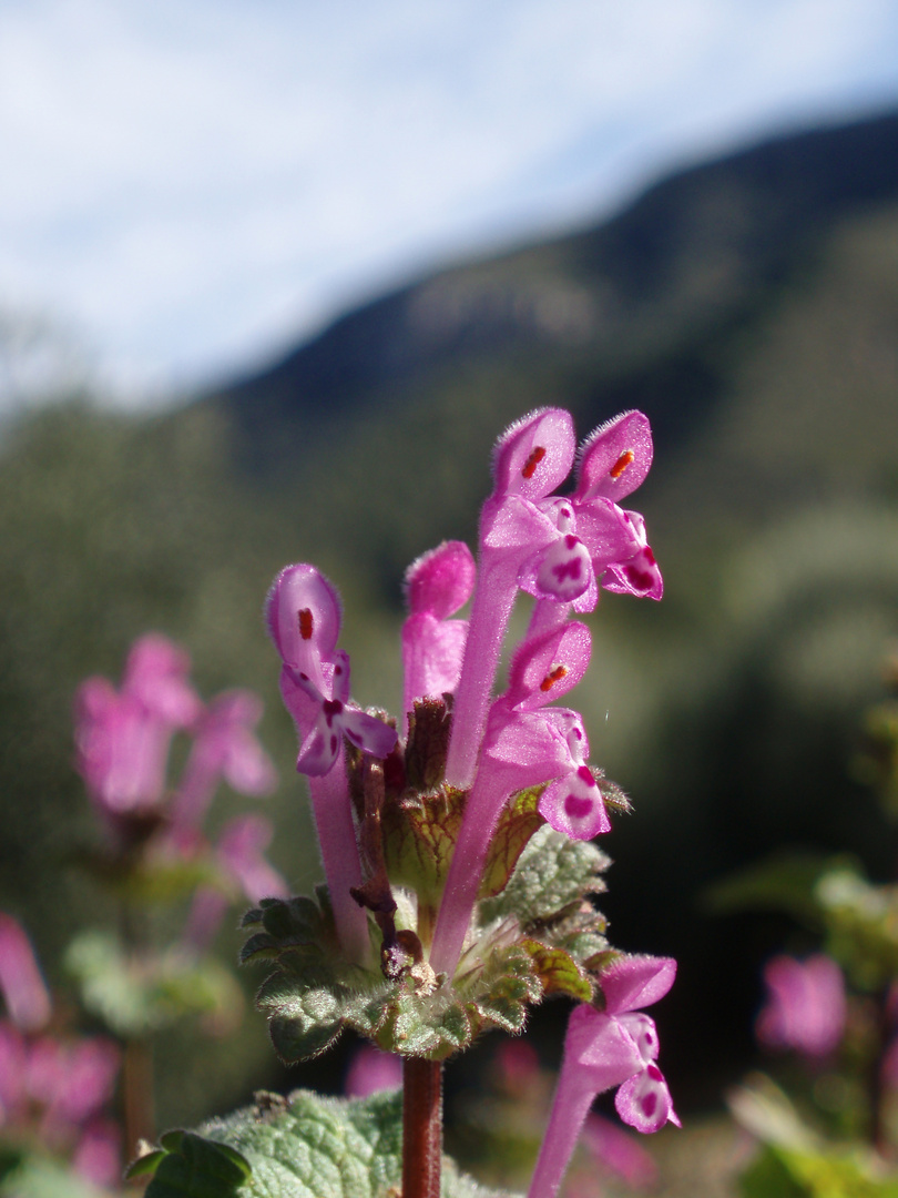 Flor de otoño