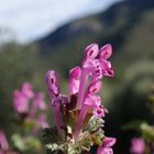 Flor de otoño