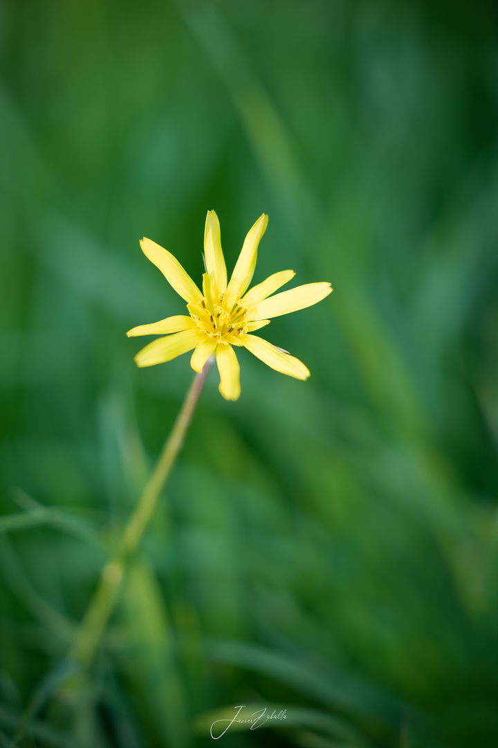 Flor de Otoño