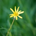 Flor de Otoño