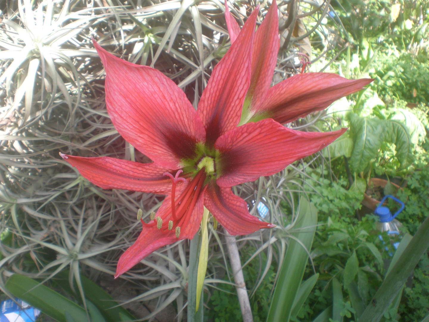 Flor de otoño.