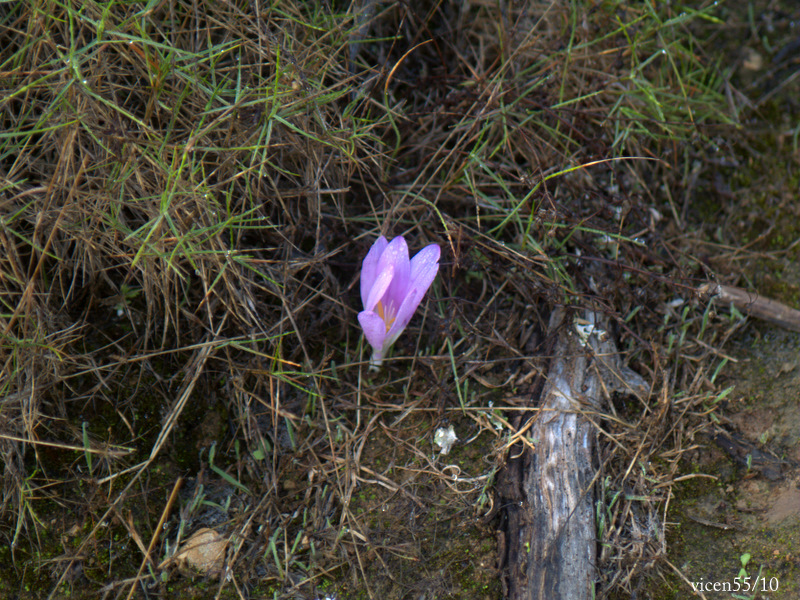 Flor de otoño