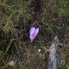 Flor de otoño