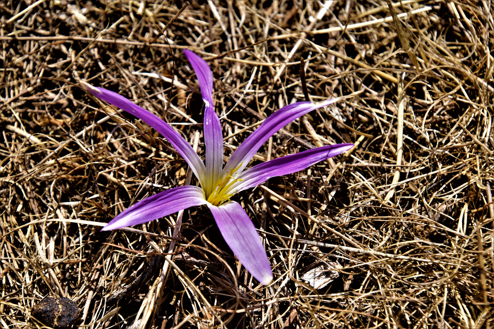 Flor de Otoño