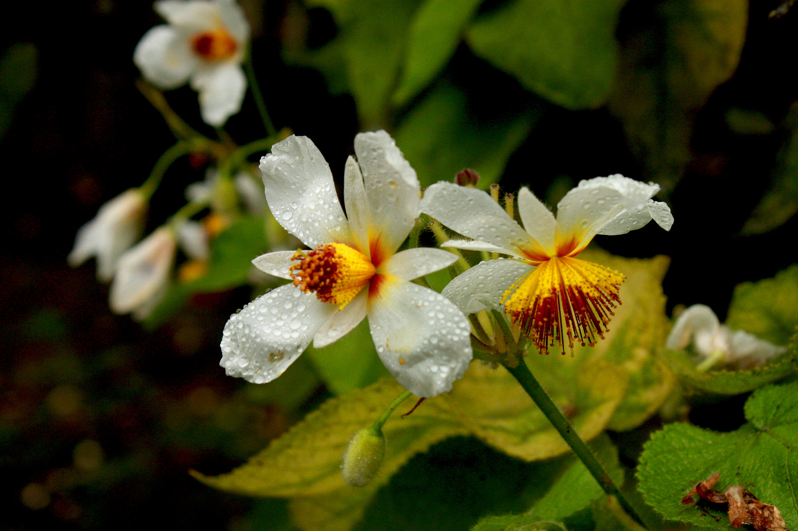 Flor de otoño en Lota