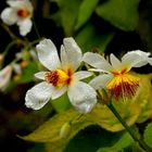 Flor de otoño en Lota