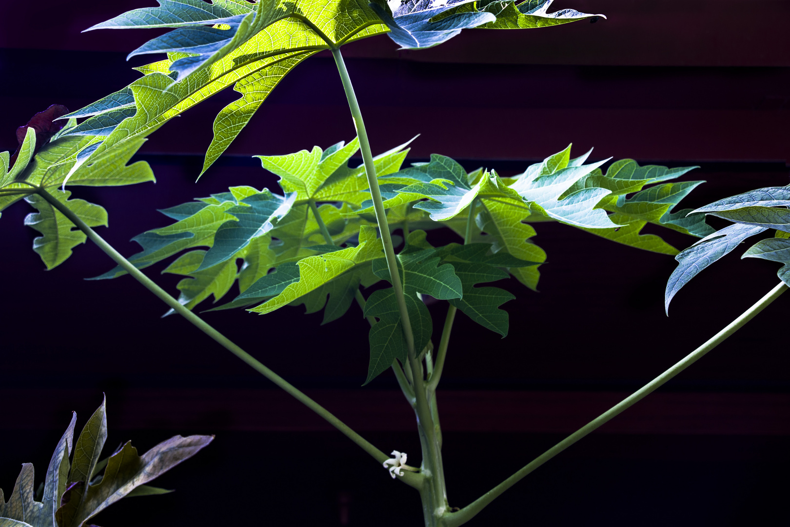 Flor de papaya