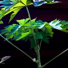 Flor de papaya