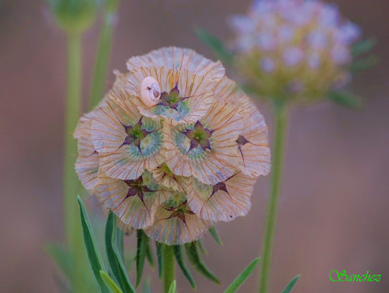 Flor de papel