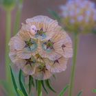 Flor de papel