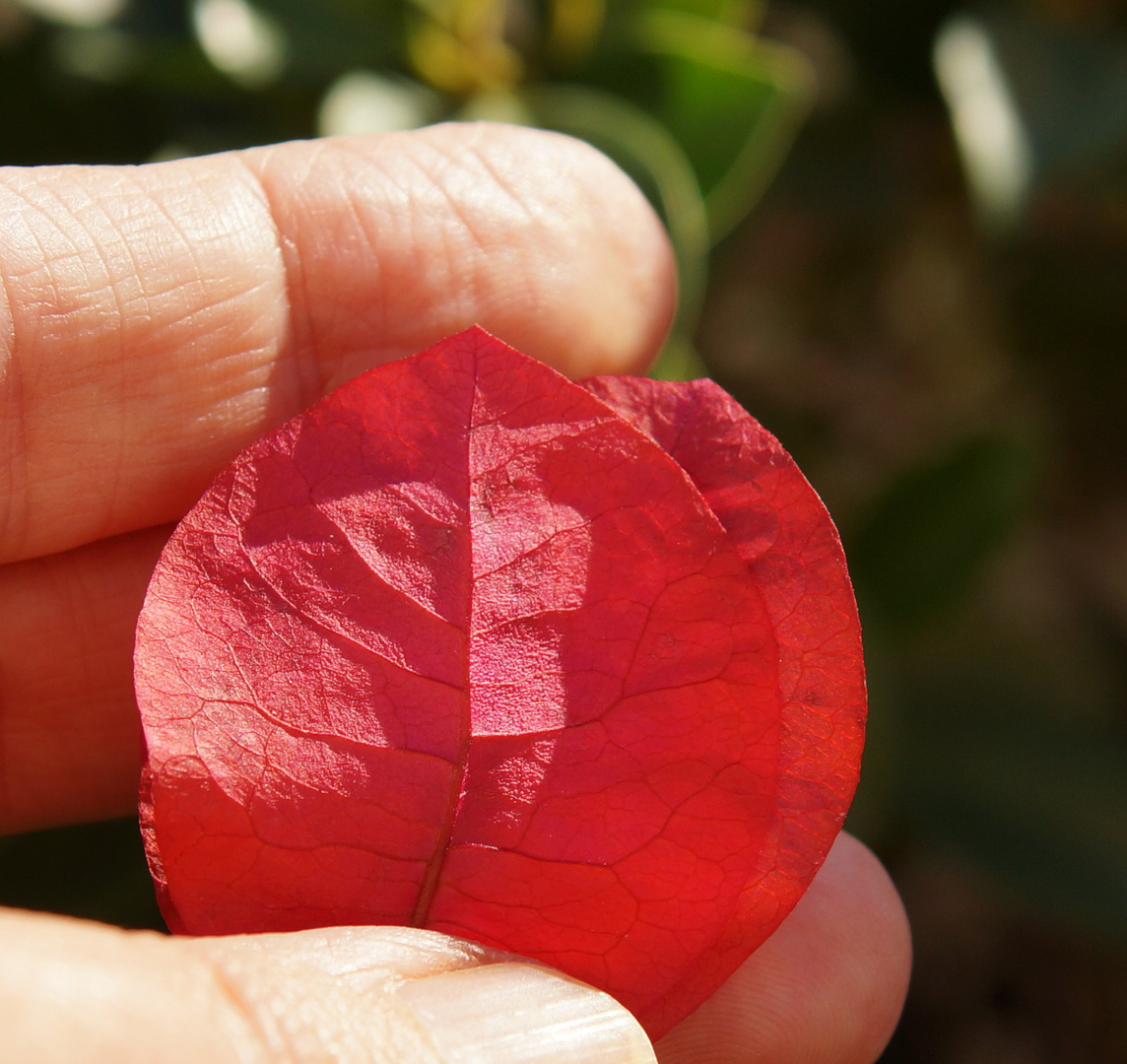 Flor de papel Buganvilla magenta