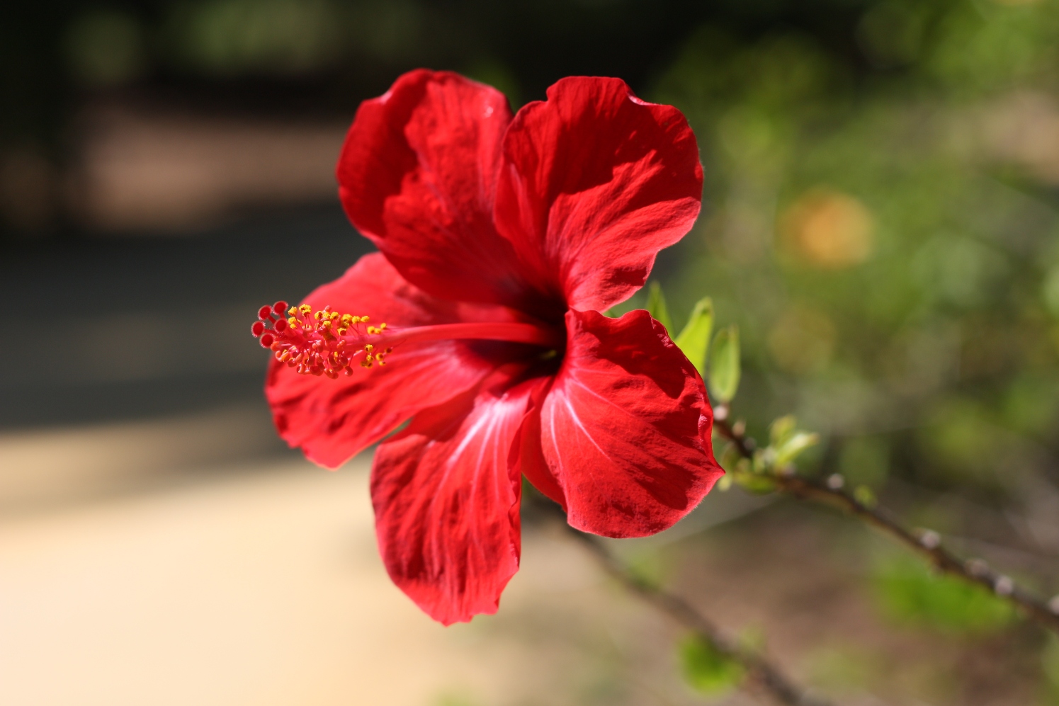 flor de paraiso