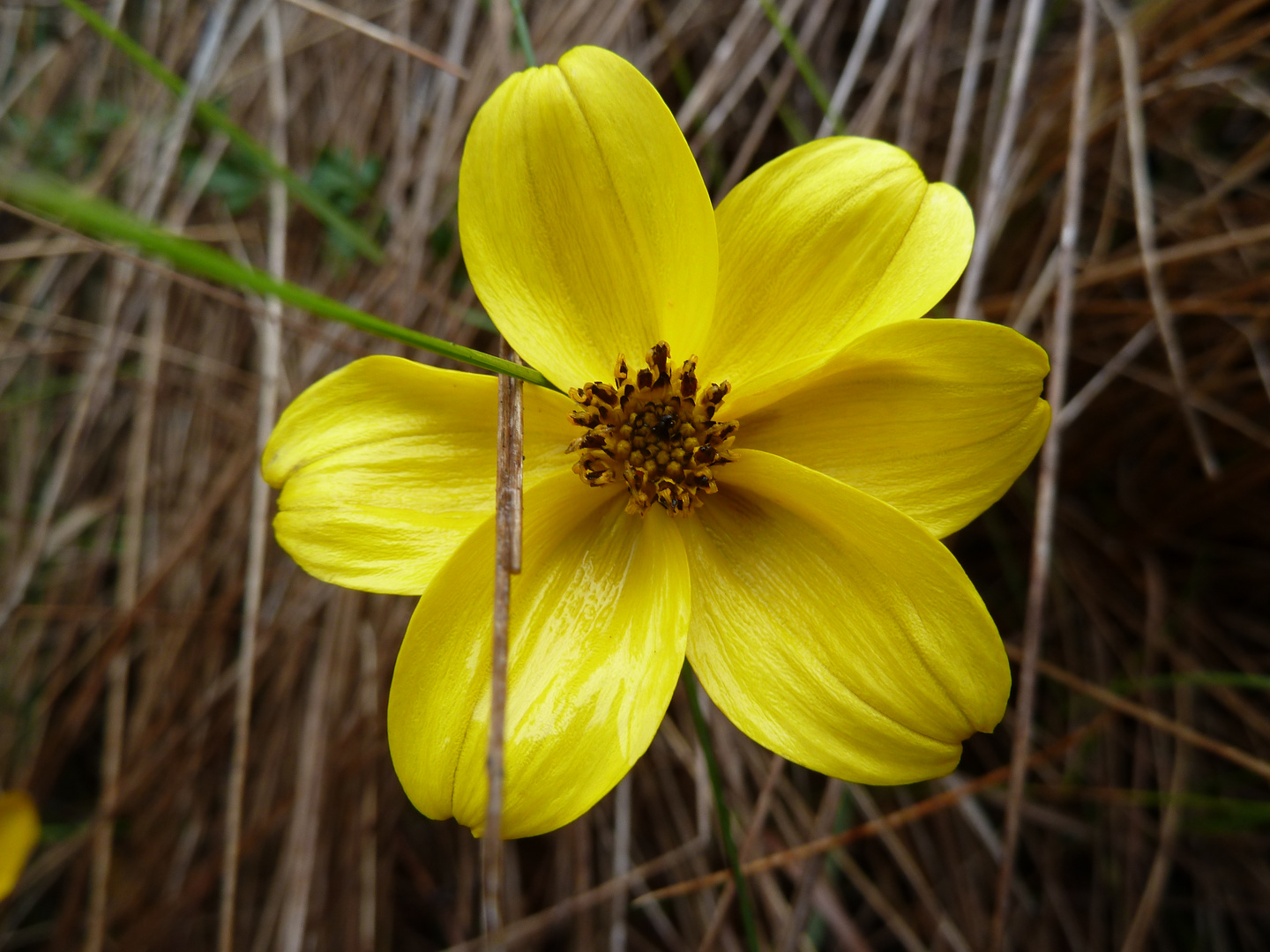 flor de paramo