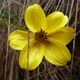 flor de paramo